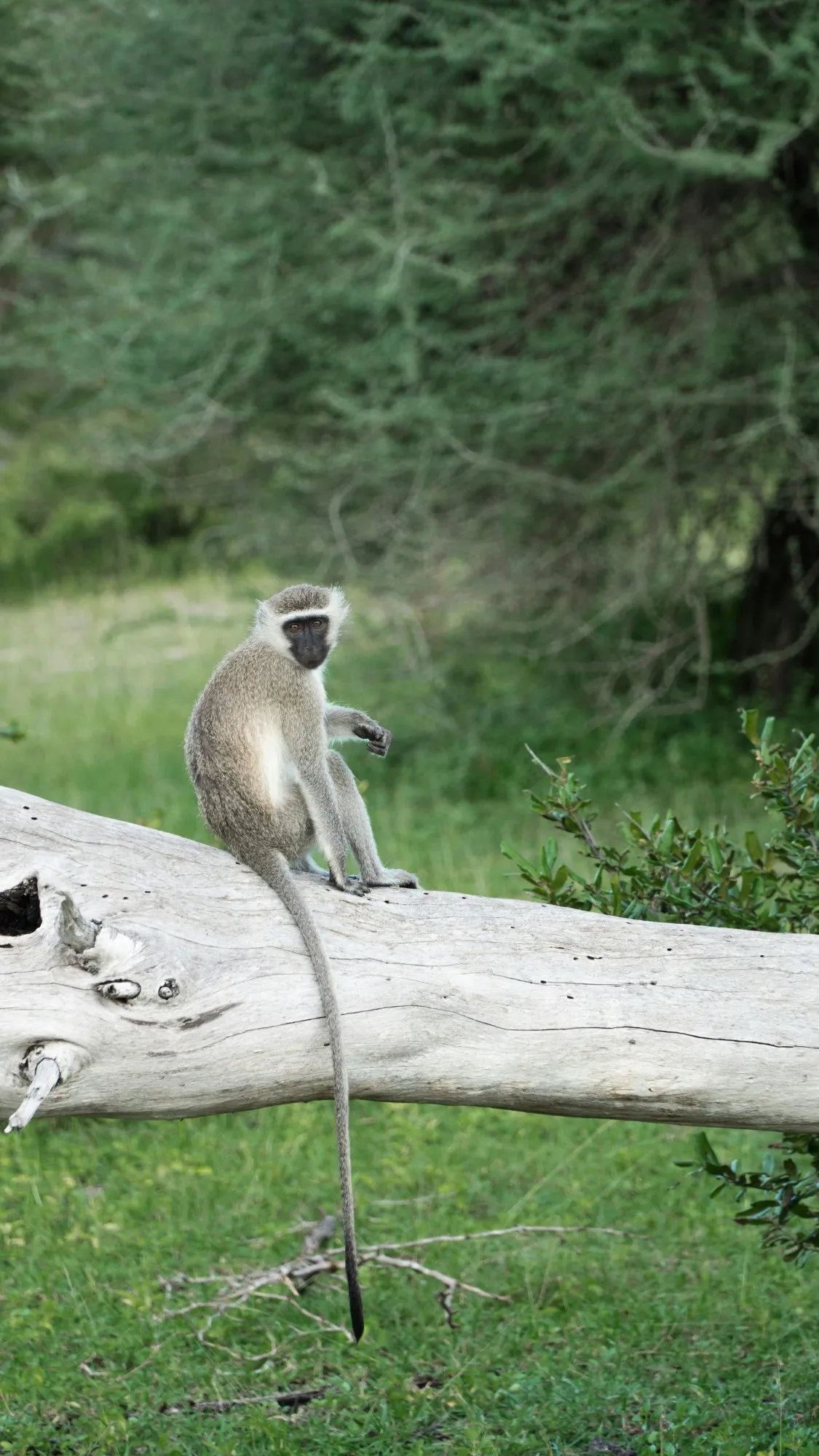 A vervet monkey sitting on a fallen log